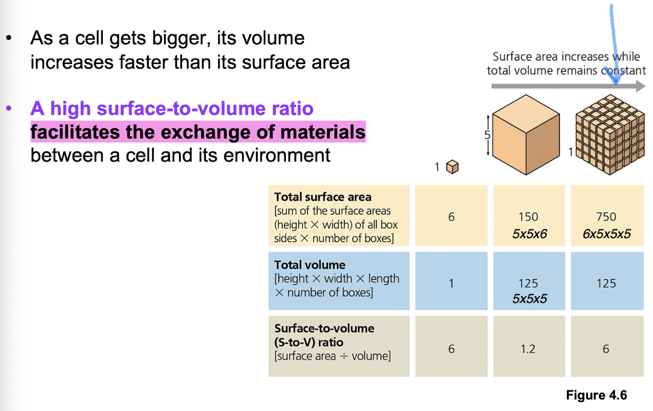 <p>Diffusion + metabolism (upper limits) —> ratio of surface area to volume is critical to facilitate exchange of materials (n² sa and n³ volume)</p>