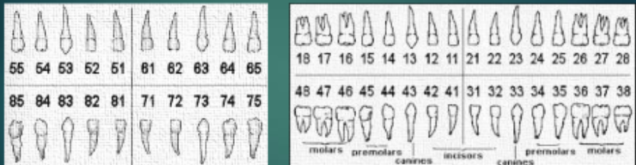 <p>What number system is this?</p>