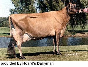 <p> light fawn to black with dished face Smallest dairy breed highest milk volume per pound.</p>