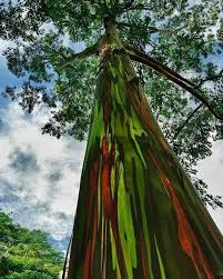 <p>Native to the Philippines and parts of Indonesia and Papua New Guinea; conservation status: not endangered. Most easily identified by its striking multicolored exfoliating bark that reveals patches of green, blue, orange, purple, and brown as it sheds, giving a “rainbow” effect unlike any other tropical tree.</p><p>A very large evergreen tree typically growing 20–60 meters tall with a straight, tall trunk and narrow to moderately broad crown about 10–25 meters wide. Trunk is 0.5–2 meters in diameter with smooth bark that continuously peels in strips, exposing fresh colorful layers underneath. It develops a strong deep root system with wide lateral spread for anchorage. Branching begins high above human height, forming an upright, open canopy. Leaves are simple, lanceolate to ovate-lanceolate (7–15 cm long), with smooth margins, aromatic when crushed, and prominent pinnate venation. Flowers are small, white and inconspicuous, borne in clusters. Fruits are woody capsules containing numerous tiny seeds dispersed by wind.</p><p>Widely used as a fast-growing timber tree, pulpwood species, and highly ornamental specimen due to its unique bark coloration. No major toxicity reported, though essential oils may be irritating in concentrated form. In landscape applications, it is best suited for large parks, estates, and reforestation projects where its height and bark display can be fully appreciated; it should not be planted near structures or confined urban areas due to extreme mature size, aggressive roots, and high water demand, making it primarily a dramatic specimen or forestry landscape tree.</p>