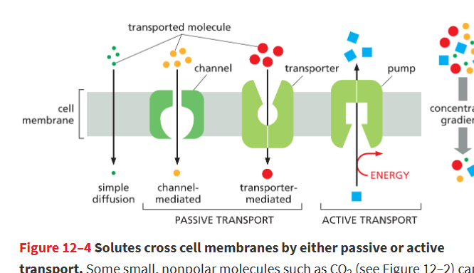 <p>The spontaneous movement of a solute down its concentration gradient across a cell membrane via a membrane transport protein, such as a channel or a transporter.</p><ul><li><p>doesnt use energy</p></li></ul><p></p>