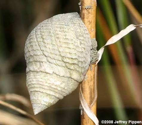 <p>What is the common name and scientific name of this organism </p>