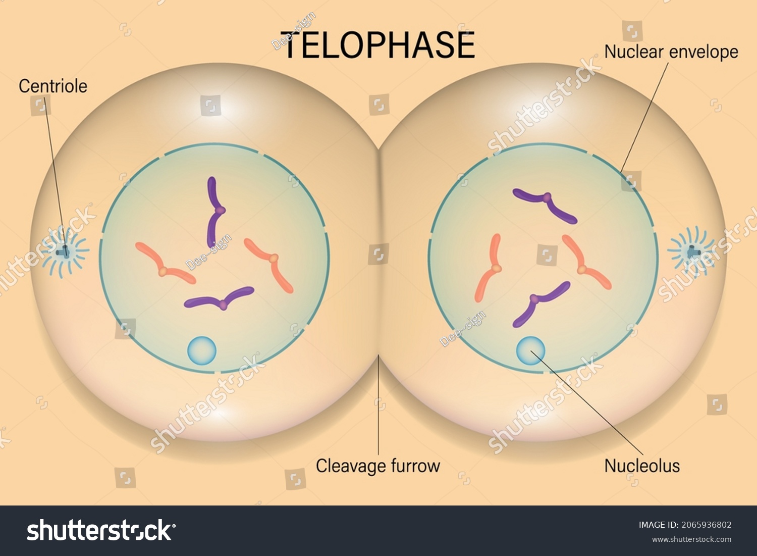Final stage of mitosis where nuclear envelopes reform around each set of chromosomes and chromosomes decondense