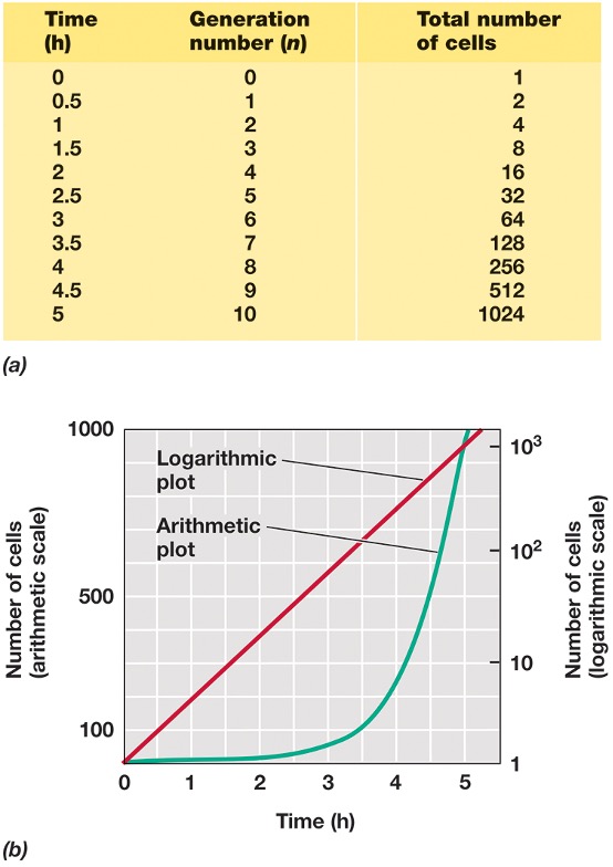 <ul><li><p><em>Semilogarithmic relationship (numbers doubling at regular intervals) </em></p></li><li><p><em>Generation time (g): g= t/n </em></p><ul><li><p><em>t = duration of exponential growth </em></p></li><li><p><em>n = number of generation during the period of exponential growth. </em></p></li></ul></li></ul><p></p>