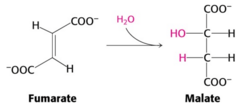 <p>A reaction catalyzed by Fumarase where the C=C created gets hydrated by to form malate.</p>