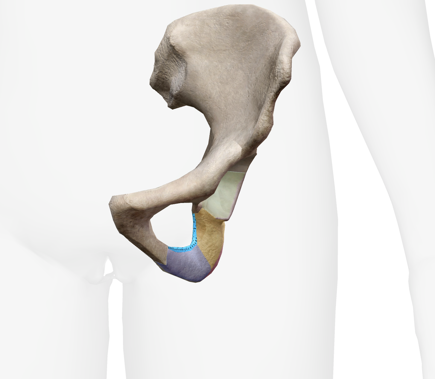 <p>What is this part of the ischium</p>
