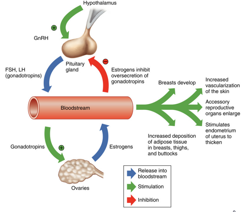 <ul><li><p><strong>GnRH</strong> <strong>stimulates</strong> the <strong>anterior</strong> <strong>pituitary</strong> to <strong>produce</strong> <strong>LH</strong> and <strong>FSH</strong></p></li><li><p>LH and FSH <strong>stimulate</strong> the <strong>ovaries</strong> to <strong>produce</strong> <strong>estrogen</strong> and <strong>progesterone</strong></p></li><li><p>Hormones <strong>interact</strong> to <strong>produce</strong> the <strong>cyclic</strong> <strong>events</strong> <strong>occurring</strong> in the <strong>ovaries</strong></p></li></ul><p></p>
