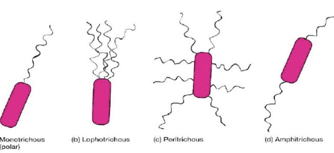 <p>Exterior protein filaments that provide motility and act as a virulence factor. </p><p>monotrichous - singular at one pole</p><p>lophotrichou - two or more at one end </p><p>petritrichous - uniform distribution all over the body </p><p>amphitrichous - one flagella at each end </p><p>atrichous - absense, non motile bacteria </p>
