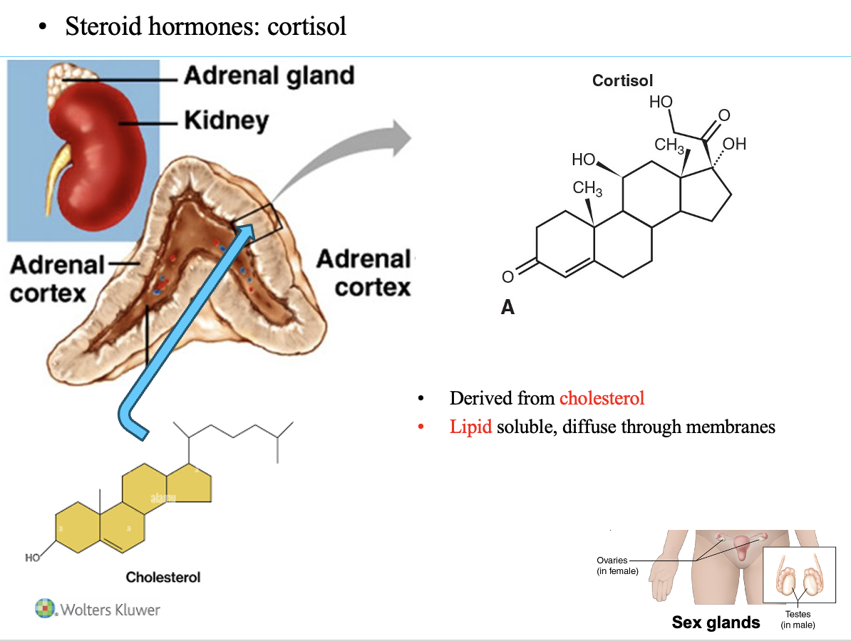 <p><strong>Cortisol</strong> is the <strong>main steroid hormone emphasized in this class</strong>.</p><p>Key features of steroid hormones:</p><ul><li><p><strong>Produced in:</strong> adrenal cortex and sex glands</p></li><li><p><strong>Lipid-soluble</strong> → diffuse through the cell membrane</p></li><li><p><strong>Receptors located in:</strong></p><ul><li><p><strong>Cytoplasm</strong></p></li><li><p><strong>Nucleus</strong></p></li></ul></li><li><p>Hormone–receptor complex <strong>enters the nucleus and alters gene transcription</strong></p></li></ul><p></p>