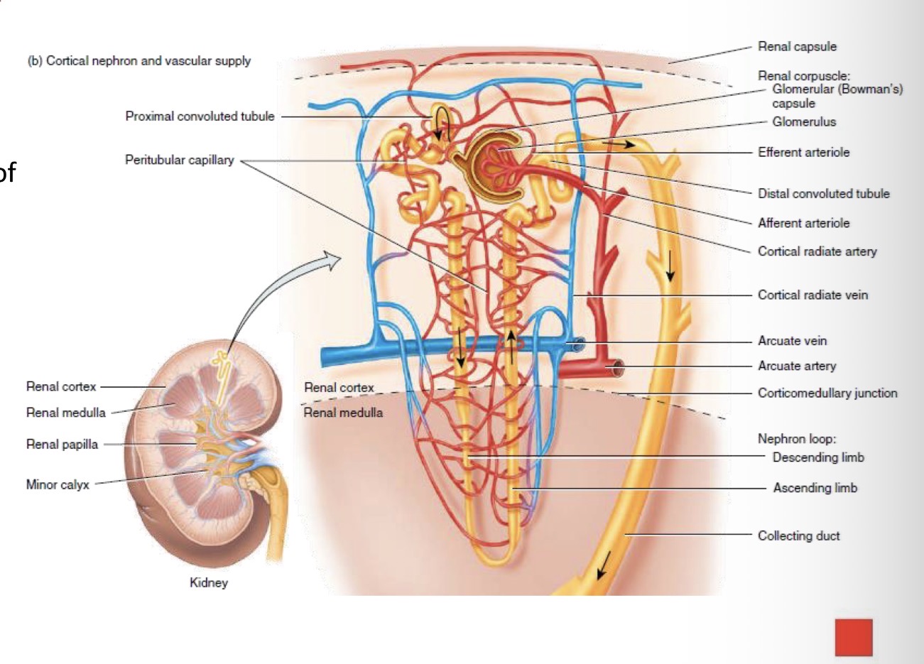 <p>The functional unit of the kidney (~1 million per kidney).</p>