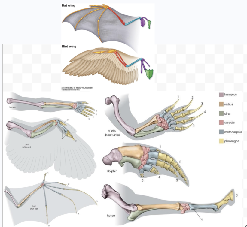 <ul><li><p>A similar trait function does not always involve shared ancestry</p><ul><li><p>Homologous traits = features that come from the same ancestor.</p><ul><li><p>Same-colored bones</p></li></ul></li><li><p>Analogous traits = features that evolved separately/independently but do the same job and are intended for the same function</p><ul><li><p>Convergent evolution</p><ul><li><p>Like wings in bats and birds</p></li></ul></li></ul></li></ul></li></ul><p></p>