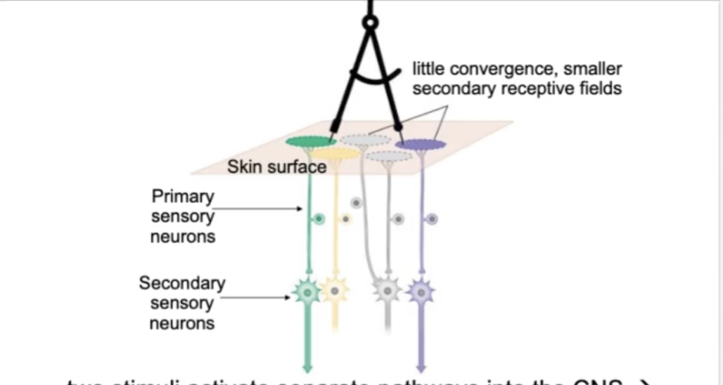 <p>Receptive Fields</p><ul><li><p>SMALL receptive fields are found in ___ senstive areas (ie fingertip)</p></li><li><p>two stimuli activate separate pathways into the ___ → two points are perceived as _____</p></li></ul><p></p>