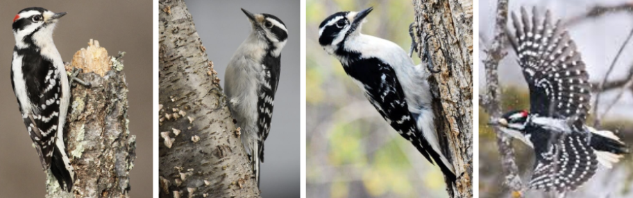 <ul><li><p><span style="background-color: transparent;"><strong>Habitat:</strong> open woodlands- particularly deciduous woods along streams, created habitats- orchards, parks, and suburbs, open areas- nest along fencerows and feed among tall weeds</span><span>&nbsp;</span></p></li><li><p><span style="background-color: transparent;"><strong>Diet:</strong> mainly insects- beetle larvae, ants, and caterpillars as well as pests like corn earworm, tent caterpillar, and apple borers, quarter of their diet is plant material- berries, acorns, and grains, use feeders- suet, black oil sunflower seed, drink from hummingbird feeders</span></p></li><li><p><span style="background-color: transparent;"><strong>Characteristics:</strong> </span><span>small</span><span style="background-color: transparent;">, straight-backed posture (lean away tree limbs onto tail feathers), </span><span>black upperparts checked with white on wings, substantial white stripe down top half of back, buffy white belly</span><span style="background-color: transparent;">, black and white striping on head, </span><span>males- red spot on head</span><span style="background-color: transparent;">, blocky head, straight chisel-like bill, small beak relative to head</span></p></li></ul><p></p>