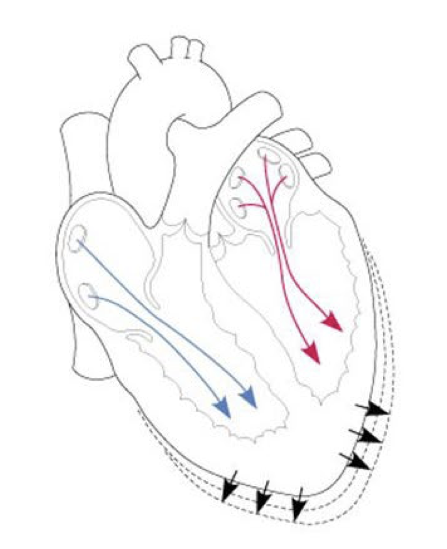 <p>Increased blood volume =</p>