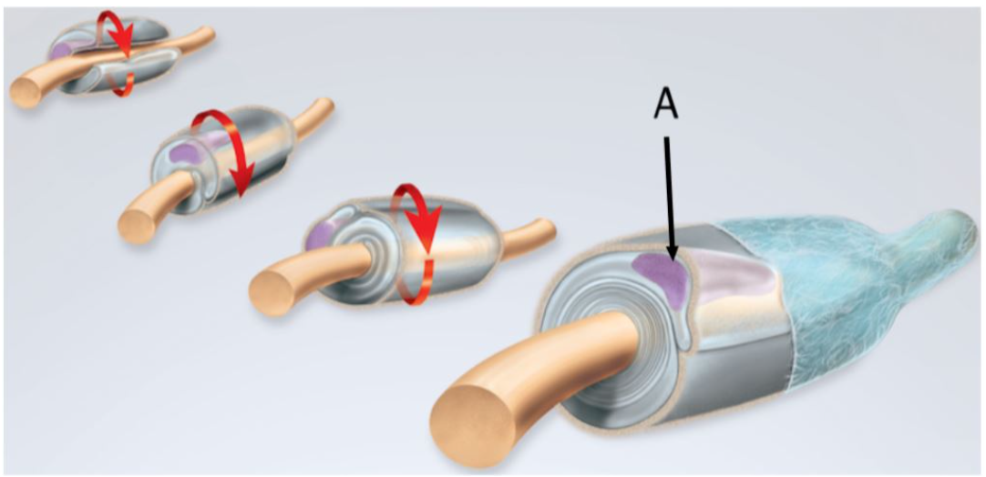<p>form neurolemma around all PNS axons &amp; myelin around most, aid in damaged nerve regeneration</p>