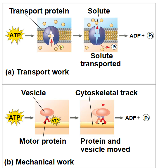 <p>ATP hydrolyse => lijdt tot verandering in de vorm van de proteïne en beïnvloed het bindingsvermogen </p>