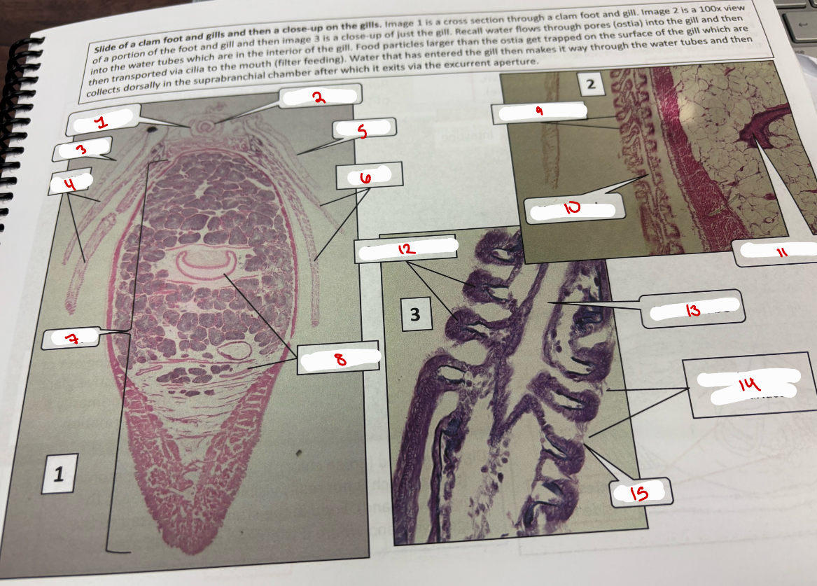 <p>Clam: Close-up of Gills &amp; Foot </p>