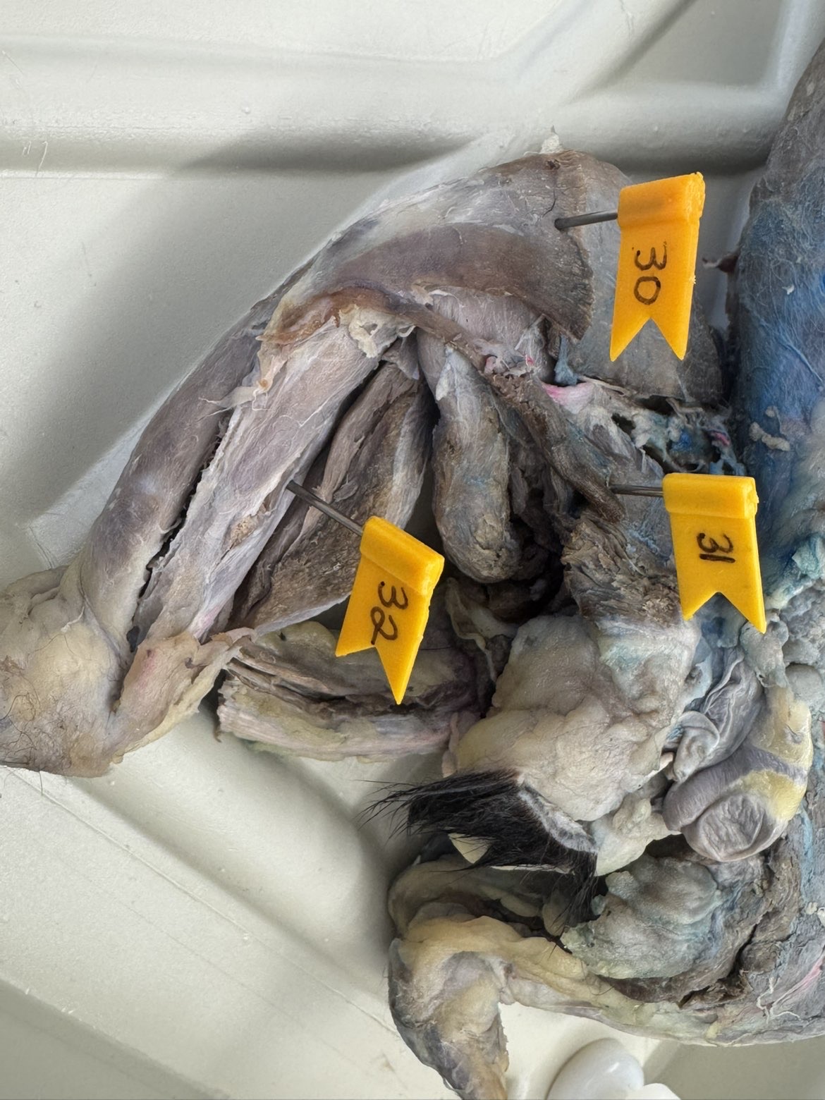 <p>Numbers:</p><p>30</p><p>31</p><p>32</p>