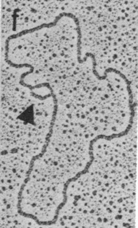 <p>Is this from eukaryote or prokaryote?</p><p>How do you know?</p>