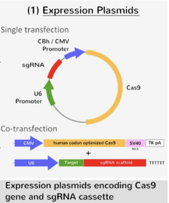 <p>as the human genome does not encode for CAS proteins, scientists must transfect DNA with expression plasmids containing CAS and crRNA</p>