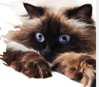 <p>Medium size, short and thick, round head and eyes, calm, cross bred b/t Persian and Siamese</p><p>10-15 years </p>