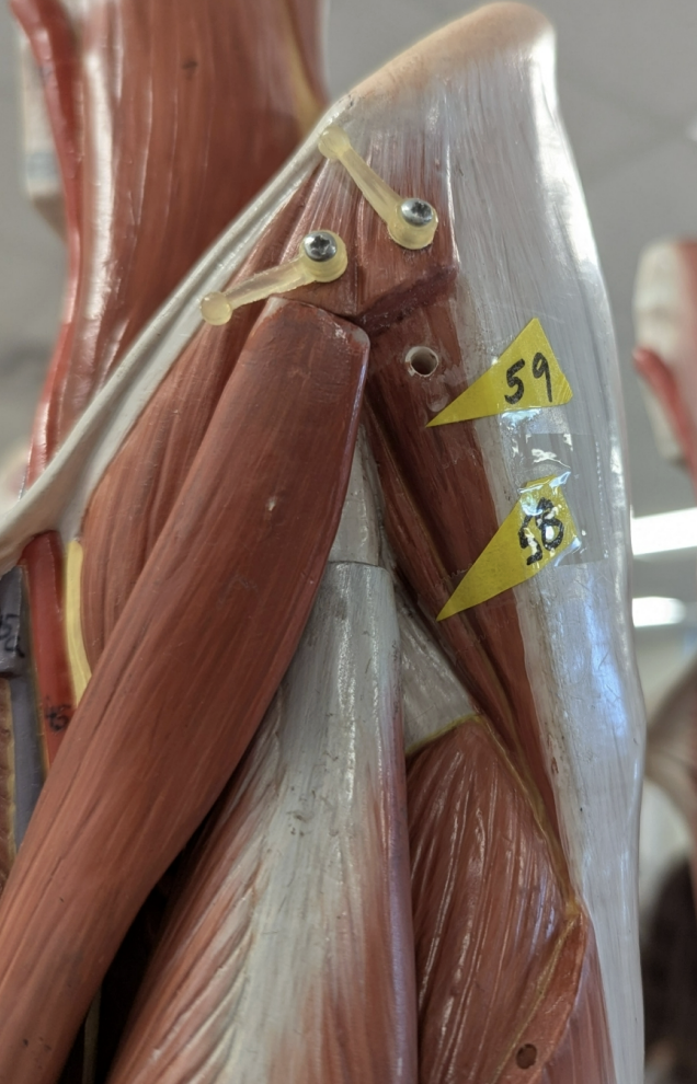 <p>ID 59 and 58 (1) (2) what is the <strong>origin and insertion,action</strong> for each</p>