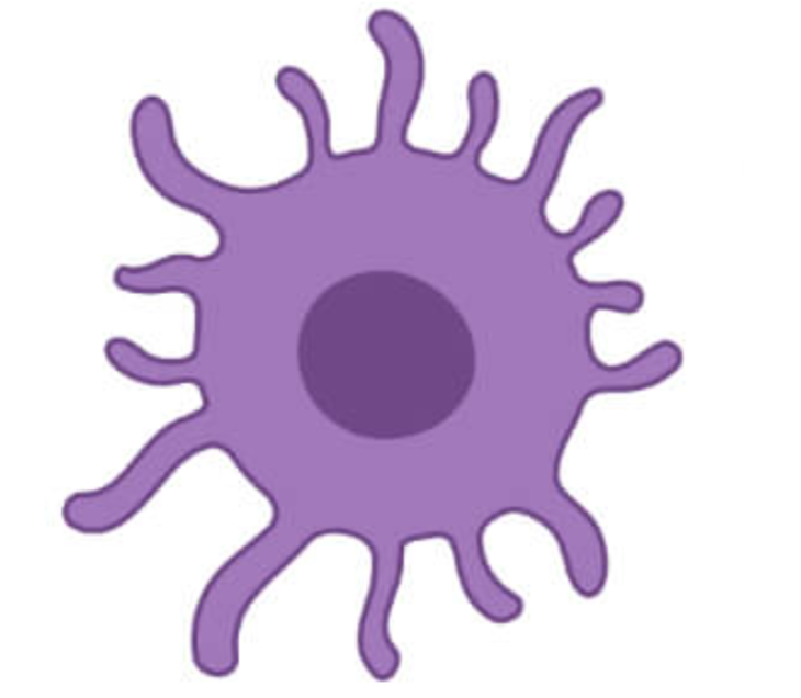 <p>Dendritic Cell</p>