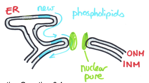 <p>= movement of molecules from [high] → [low]</p><ul><li><p>ions &amp; proteins</p></li></ul><p></p><p>ex. lateral diffusion of new phospholipids from ER to nuclear envelope </p><p>note: takes around 15s for a phospholipid to travel round a nucleus (2micrometer/sec)</p><p></p>