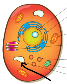 <p>Stores nutrients and water.</p>