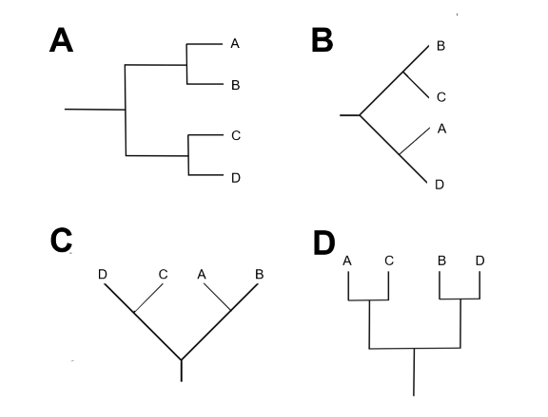 <p>Which Cladogram shows the same relationship? </p>