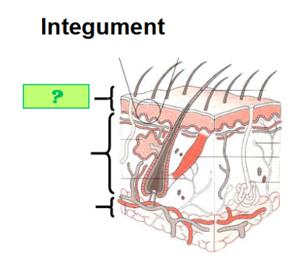 <p>What is this layer called?</p>