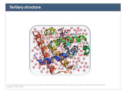 <ul><li><p>full 3D folding of entire pp </p></li><li><p>driven mainly by side chain interactions</p></li></ul><p></p>