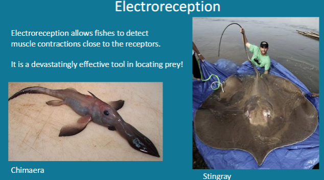 <p>Electroreception allows fishes to detect</p><p>muscle contractions close to the receptors.</p><p>It is a devastatingly effective tool in locating prey!</p>