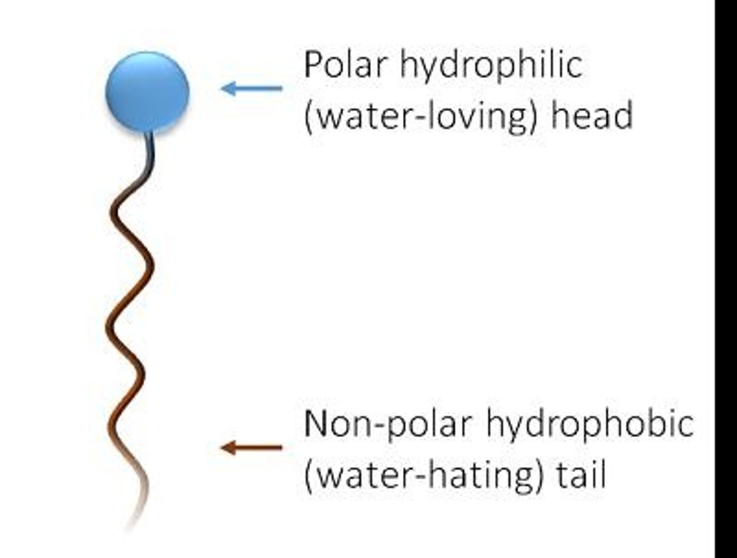 <p>They mechanically remove microbes by breaking up oil and decreasing surface tension.</p>