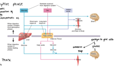 <p>Nutrients from a meal are <strong>used</strong>, and excess energy is <strong>stored</strong></p>