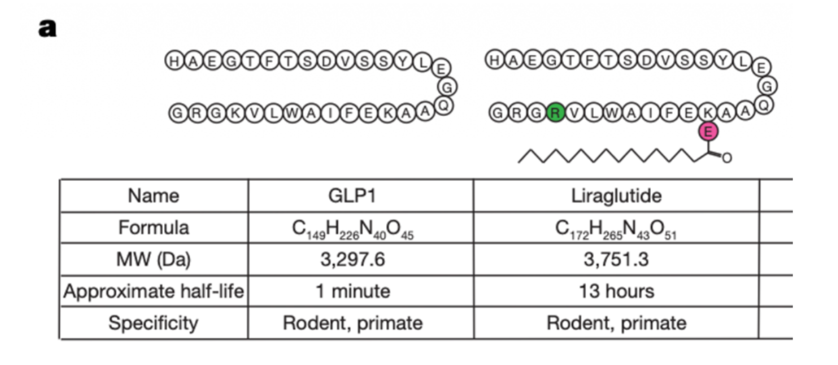 <p>GLP1 analog drugs such as Liraglutide bind to the same receptors to create the same response, but they live for much longer in the body because they have a fatty acid that blocks the enzyme from digesting/breaking down GLP1.</p>