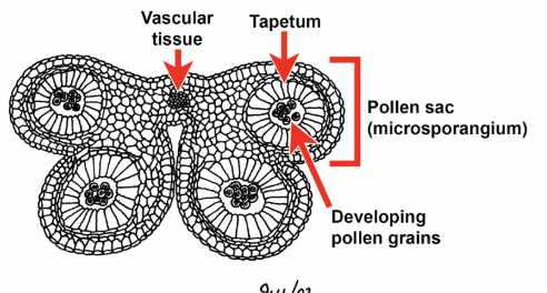 <p>Epidermis -Fibrous layer </p><p>Lateral groove </p><p>Pollen sacs (microsporangia)</p><p>Tapetum</p><p>Vascular strand </p><p></p>