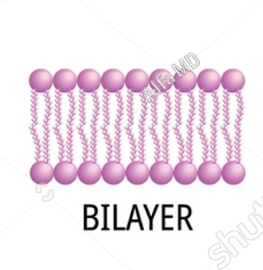 <p>Heads face outward (toward water on both sides); tails face inward toward each other, creating a hydrophobic center.</p><ul><li><p>Tails are made of a fatty acid and make a fatty acid layer.</p></li></ul><p></p>