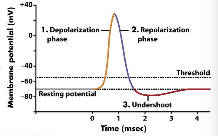 <ul><li><p>stimulus is applied to a neuron </p></li><li><p>Na+ channels open, allowing influx and rapid+ change in membrane potential = depolarization </p></li><li><p>if depolarization > action potential threshold (-55 mV) produces full action potential spike (all or none) </p></li><li><p>K+ ions flow out of cell to cause repolarization </p></li><li><p>undershoot /hyperpolarization — K+ channels close </p></li><li><p>Summation </p></li></ul><p></p>