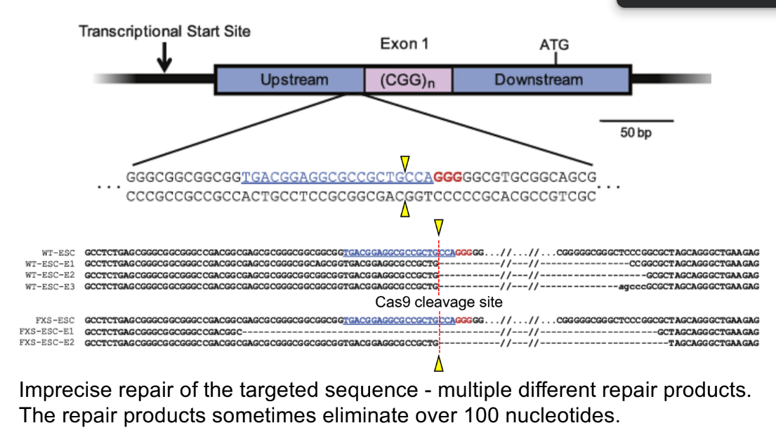 <p>reducing the number of CGG repeats by doing <strong><u>Cas9 cleavage</u></strong><u> near the repeats</u> & then <strong><u>DNA repair</u></strong></p><p>use <u>NHEJ</u></p><ul><li><p>you <u>don’t need precise deletions or changes</u> to reduce the # of CGGs b/c the <u>CGGs are </u><strong><u>located in the non-protein-coding region</u></strong><u> of the gene</u>, SO can use imprecise repair method</p></li><li><p>furthermore, HDR is only active in <strong><u>dividing </u></strong>cells BUT <u>IS </u><strong><u>NOT</u> </strong>active <u>all the time</u> in dividing cells; while NHEJ occurs in<strong> <u>dividing & non-dividing</u> </strong>cells, meaning that it is the <u>most </u><strong><u>ACTIVE</u> </strong>repair mechanism <u>for repairing DSBs</u></p><ul><li><p>i.e. HDR is not active in post-mitotic cells, like in neurons</p></li></ul></li></ul><p>^^^ knowing all this, the general steps are;</p><ul><li><p>identify <u>PAM </u>site</p></li><li><p>find gRNA target site (AKA design/<u>form gRNA</u>)</p></li><li><p>find <u>Cas9 cleavage site</u> → form <u>DSB</u></p></li><li><p>then, do <u>NHEJ </u>repair</p></li></ul><p></p>