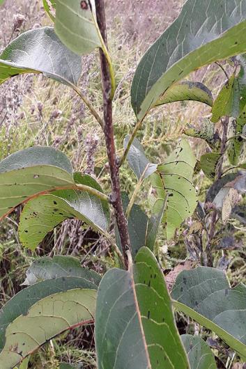 <p>Diospyros virginiana</p>