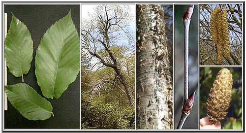 <p>golden bark, often peeling, wintergreen odor to twigs</p><p>more pointed than white birch</p>
