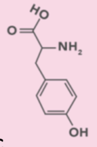 <p>Code: Y, Side Chain Group: Non-polar hydrophobic (aromatic)</p>