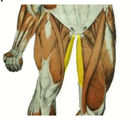 <p>What is the highlighted muscle, what is its action?</p>