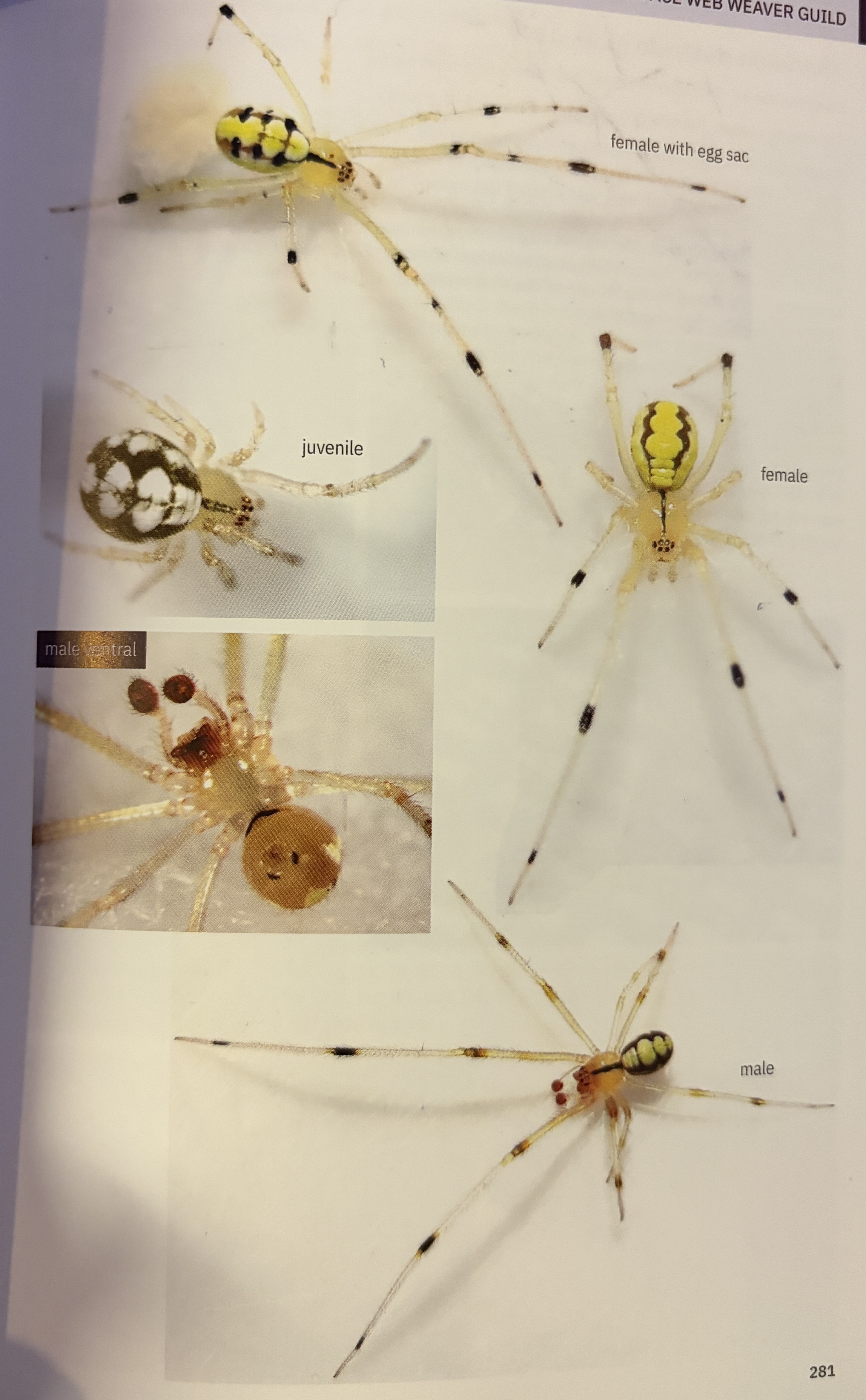 <p>Theridion albidum</p><p>family: Theridiidae</p>