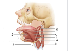 <p>8</p>