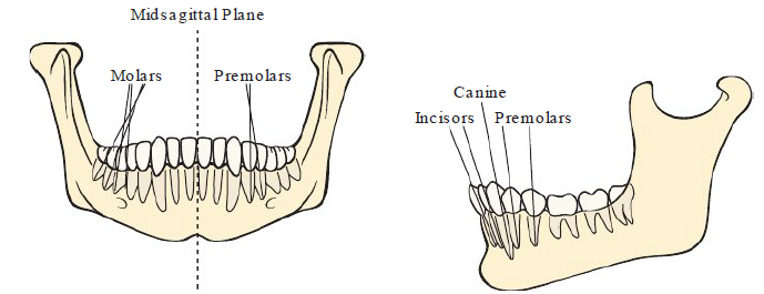 <p><strong>Maxillary teeth</strong></p><ul><li><p>Roots incline inward (Towards middle of mouth)</p></li></ul><p></p><p><strong>Mandibular teeth</strong></p><ul><li><p>Anteriors — tilt inward</p></li><li><p>Premolars — nearly vertical</p></li><li><p>Molars — tilt slightly outward</p></li></ul><p></p>