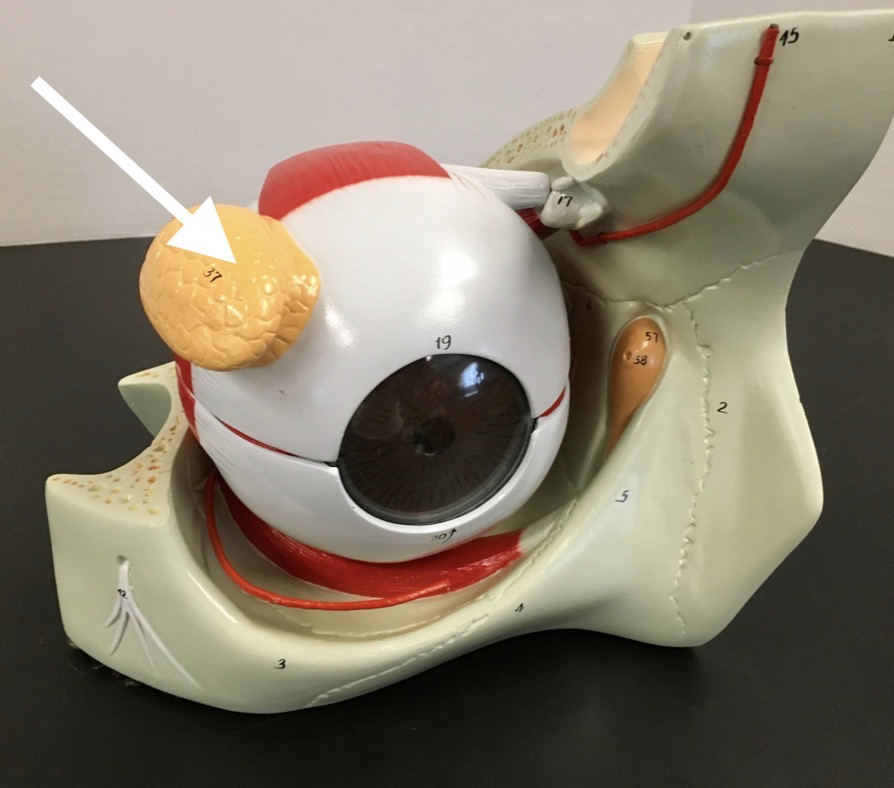 <p><span>name the structure at the end of the arrow's point</span></p>