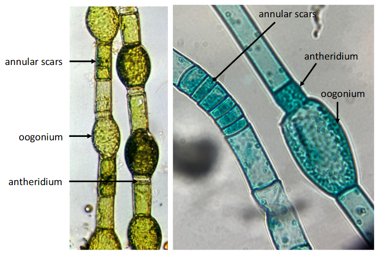 <p>archaeplastida, chlorophyta </p><p>unbranched filamentous green algae</p>
