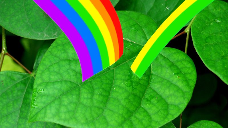<p>Green pigment that absorbs light energy for photosynthesis.</p>